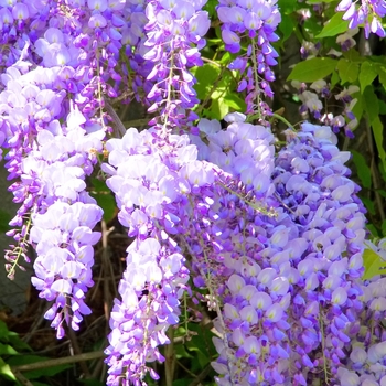 Wisteria floribunda