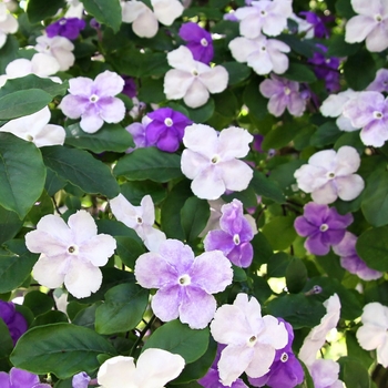 Brunfelsia grandiflora