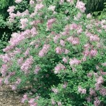 Syringa 'Josee' 