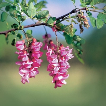 Robinia pseudoacacia 'Purple robe' 