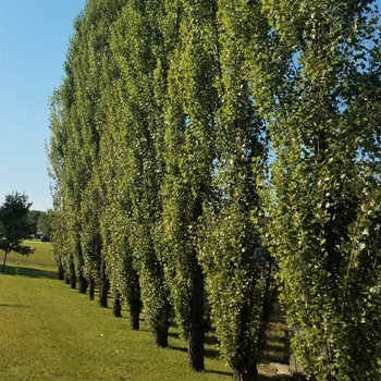 Populus nigra 'Thevestina' 