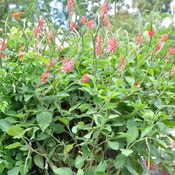 Stachytarpheta mutabilis