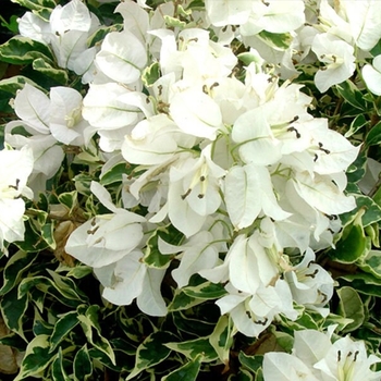 Bougainvillea brasiliensis