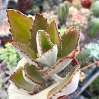 Kalanchoe tomentosa