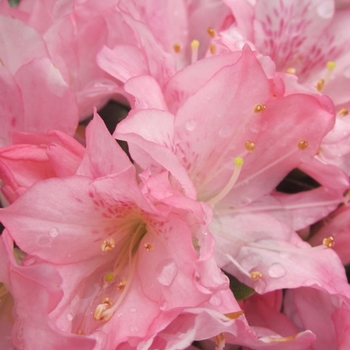 Rhododendron Kurume hybrid 'Pink Pearl' 