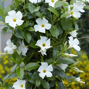 Mandevilla 