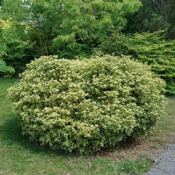 Osmanthus heterophyllus 'Fastigiata' 