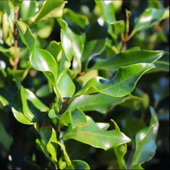 Ligustrum japonicum 'Recurvifolium' 