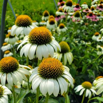 Echinacea purpurea 'Happy Star' 
