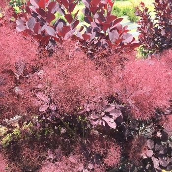 Cotinus coggygria 'Pink Champagne' 