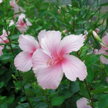 Hibiscus rosa-sinensis