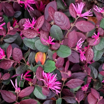 Loropetalum chinense 'Monraz' USPP22205P3