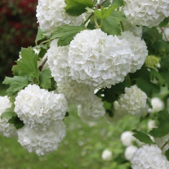 Viburnum opulus 'Sterile' 