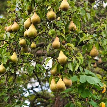 Pyrus communis 'Ayers' 