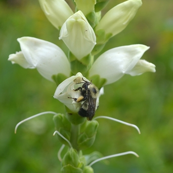 Chelone glabra