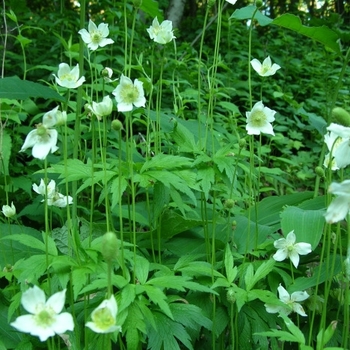 Anemone virginiana