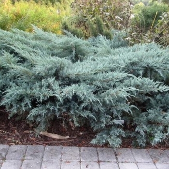 Juniperus chinensis 'Angelica Blue' 