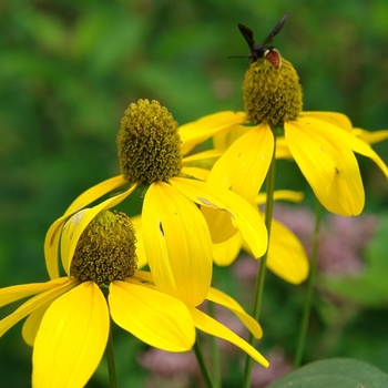 Rudbeckia laciniata