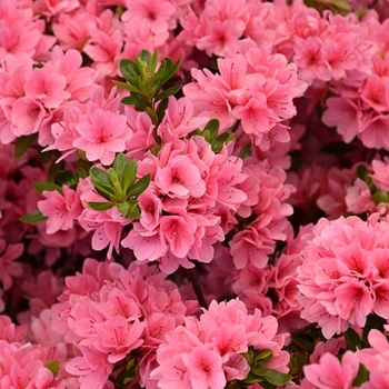 Rhododendron Kurume Hybrid 'Coral Bells' 