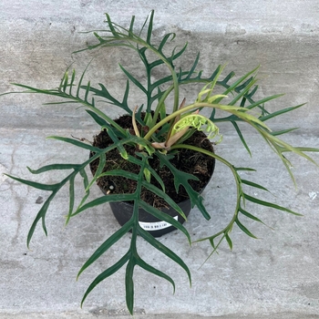 Philodendron tortum