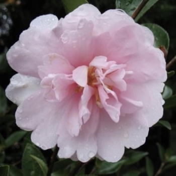 Camellia sasanqua 'Cotton Candy' 