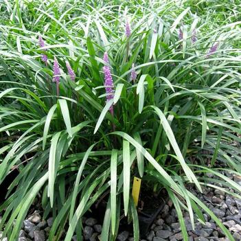 Liriope gigantea