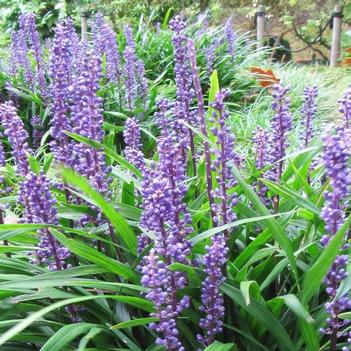 Liriope muscari 'Majestic' 