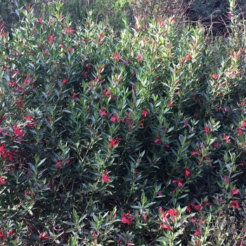 Justicia sericea 'Inca Queen' 