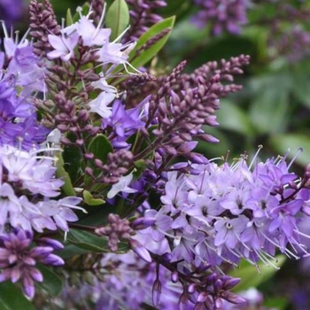 Hebe speciosa 'Veronica Lake' 