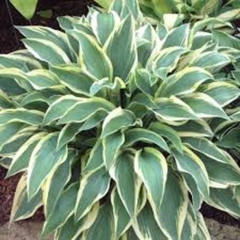 Hosta 'Wolverine' 