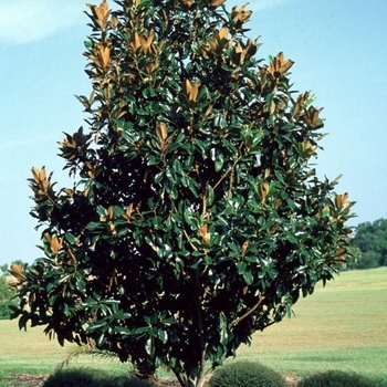 Magnolia grandiflora 'Saint Mary' 