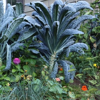 Brassica oleracea 'Toscano' 