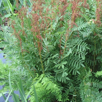 Osmunda regalis