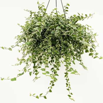 Ficus pumila 'Variegata' 
