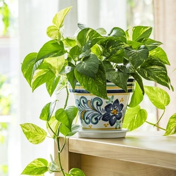 Epipremnum aureum
