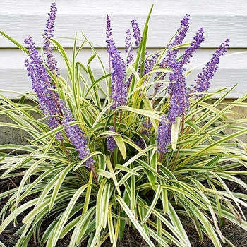 Liriope spicata 'Variegata' 