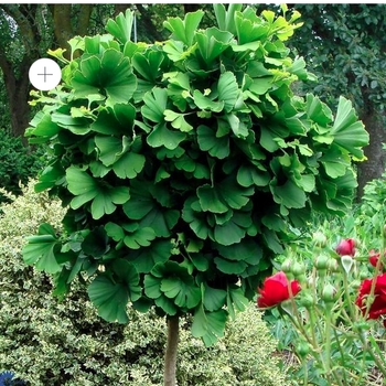 Ginkgo biloba 'Globosa' 