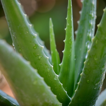 Aloe 
