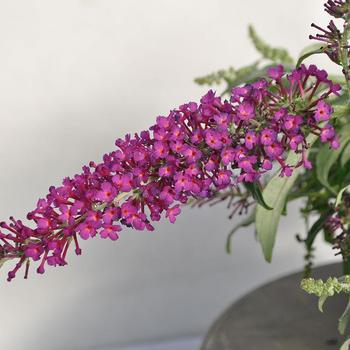 Buddleia davidii 'Leah Raspberry'