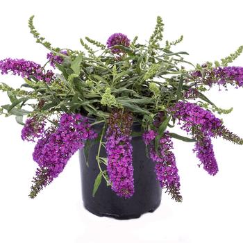 Buddleia davidii 'Leah Blue' 
