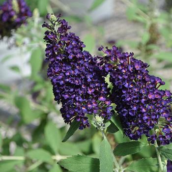 Buddleia davidii 'Leah Midnight' 