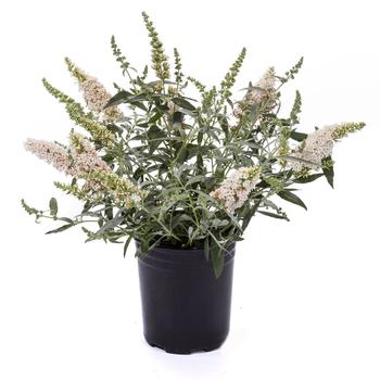 Buddleia davidii 'Leah White' 