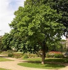 Fraxinus velutina 'Rio Grande' 