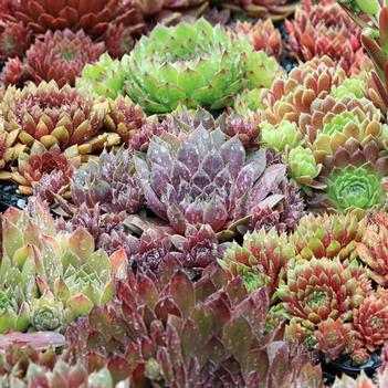 Sempervivum 'Multiple Varieties' 