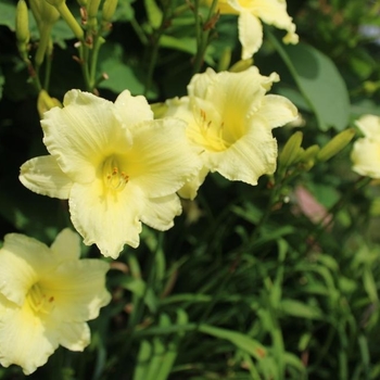 Hemerocallis 'Cranberry Baby' 