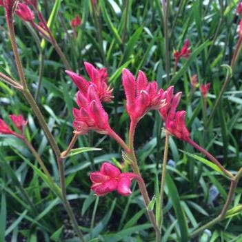Anigozanthos 'Pink Beauty' 