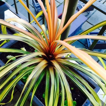 Cordyline 'Cha Cha' PP24028