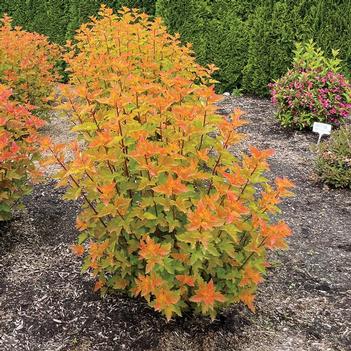 Physocarpus opulifolius 'Savannah Sunset™' USPP24481P2