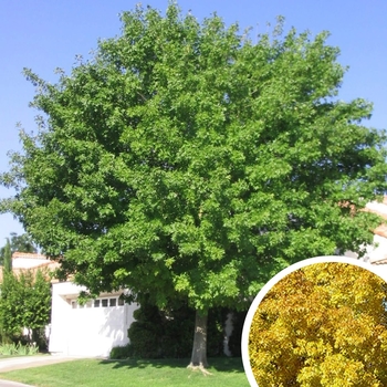 Fraxinus velutina 'Rio Grande' 