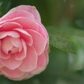 Camellia japonica 'April Dawn' 